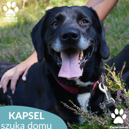 Psy ze schroniska do adopcji Kapsel