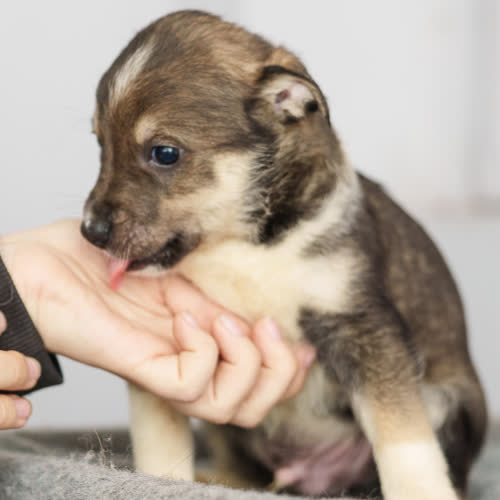 Psy ze schroniska do adopcji Szczeniak nr 5 