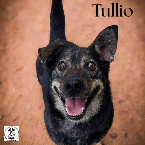 Psy ze schroniska do adopcji Tullio