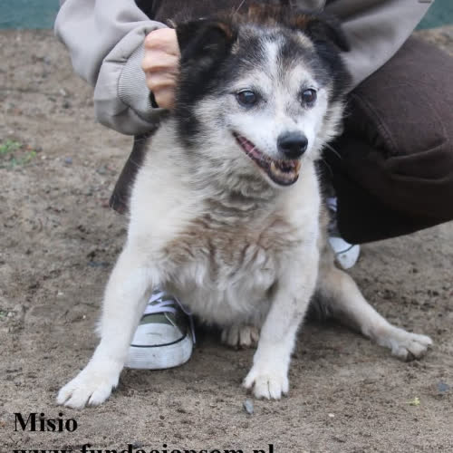 Psy ze schroniska do adopcji Misio