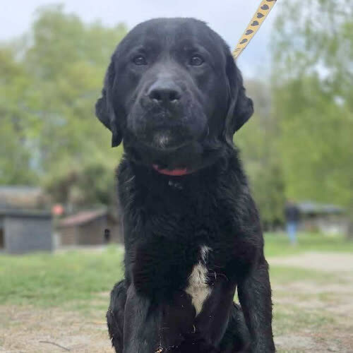 Labrador Dafi 