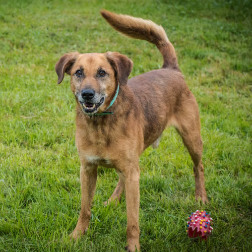 Psy ze schroniska do adopcji DŻEKI