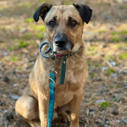 Psy ze schroniska do adopcji Rubin