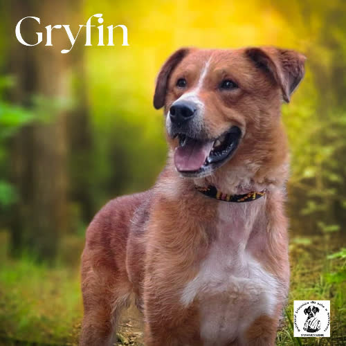 Gryfin