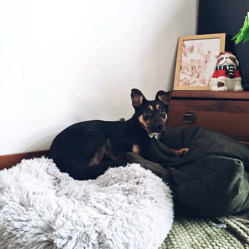 Psy ze schroniska do adopcji Figa