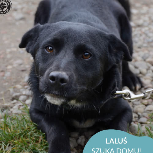 Psy ze schroniska do adopcji LALUŚ
