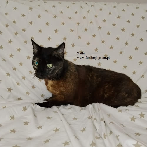 Zalia