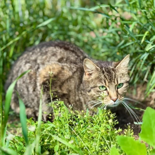 Koty ze schroniska do adopcji Samara