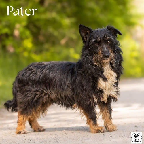 Psy ze schroniska do adopcji Westie PATER;) 