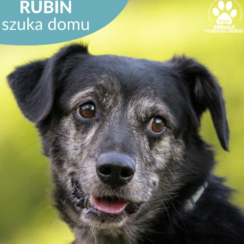 Psy ze schroniska do adopcji Rubin