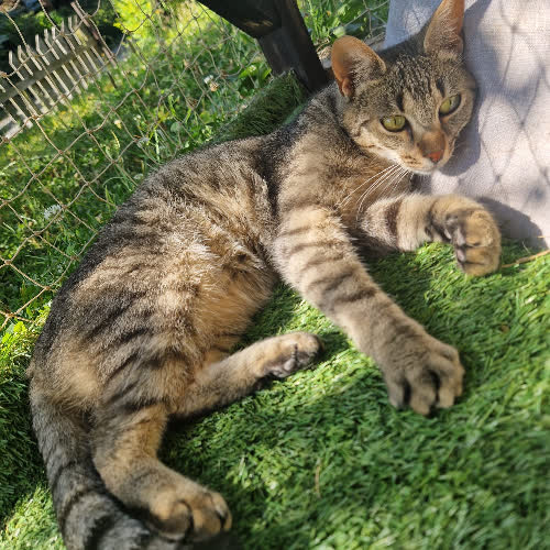 Koty ze schroniska do adopcji Mia