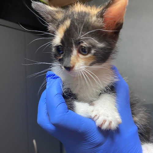 Kociaki kotki i kocurki 