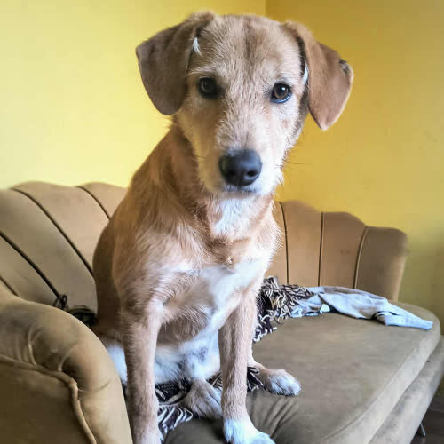 Psy ze schroniska do adopcji Wafel