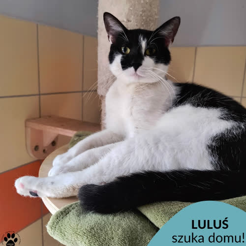 Koty ze schroniska do adopcji Luluś