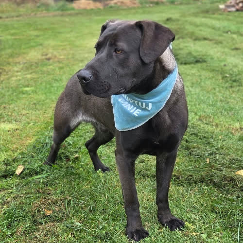 Psy ze schroniska do adopcji Labrador Zaimek 