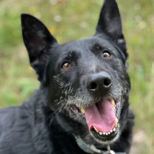 Psy ze schroniska do adopcji Stefan