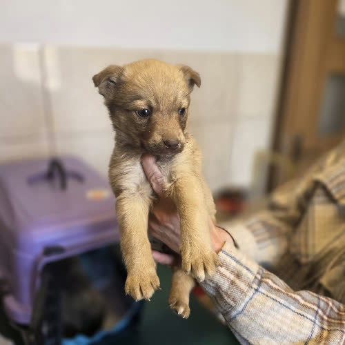 Psy ze schroniska do adopcji Nela