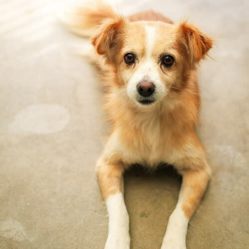 Psy ze schroniska do adopcji Gloria