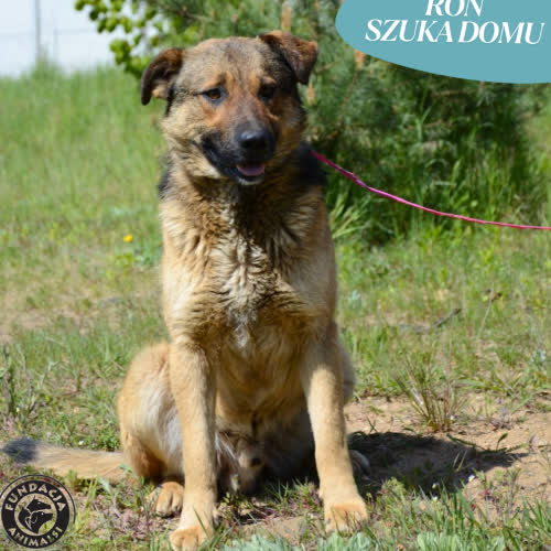 Psy ze schroniska do adopcji RON