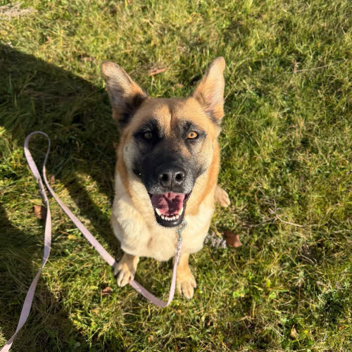 Psy ze schroniska do adopcji Limonka