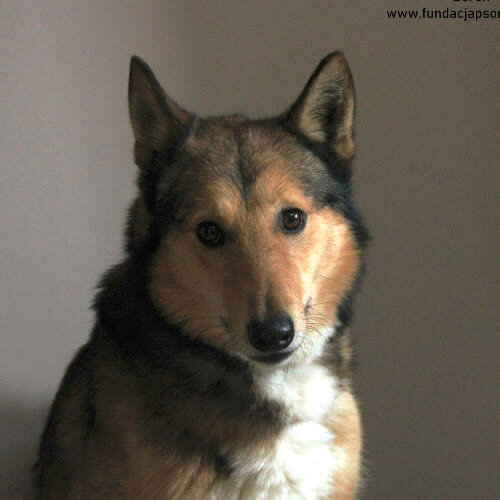 Psy ze schroniska do adopcji Borek