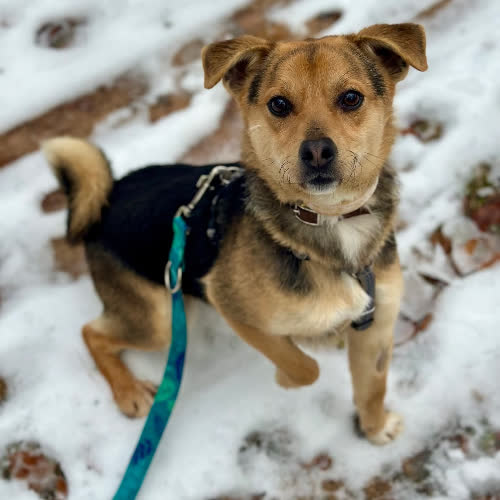 Psy ze schroniska do adopcji Bubu