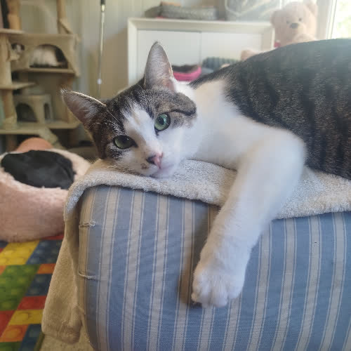 Koty ze schroniska do adopcji Kminek