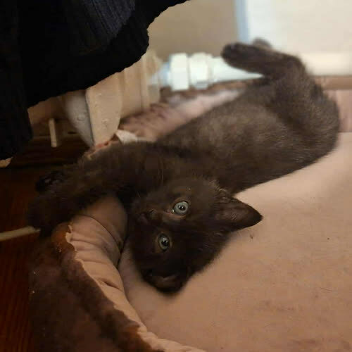 Koty ze schroniska do adopcji Manfred