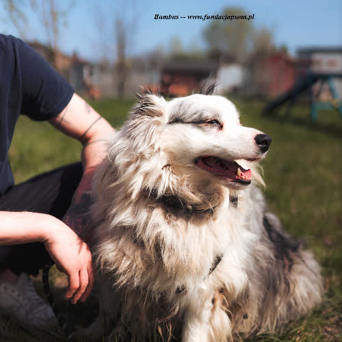 Psy ze schroniska do adopcji Bambus i Bańka 