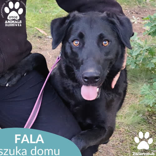 Psy ze schroniska do adopcji Fala