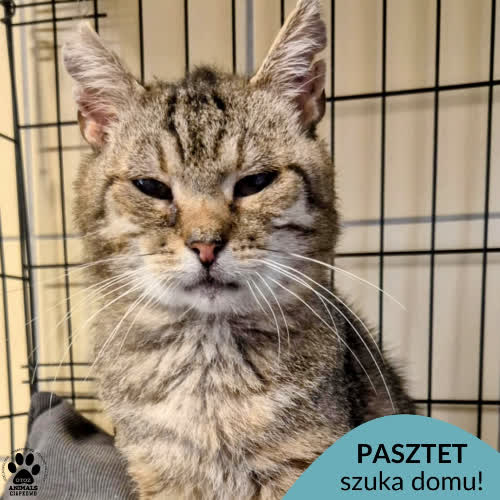 Koty ze schroniska do adopcji Pasztet
