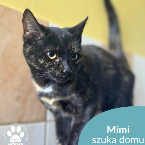 Koty ze schroniska do adopcji Mimi