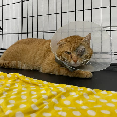 Koty ze schroniska do adopcji Jacek (B16)