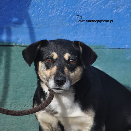 Psy ze schroniska do adopcji Zigi