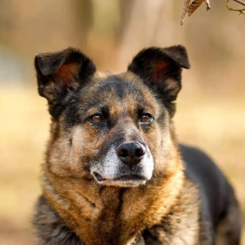 Psy ze schroniska do adopcji Roxi