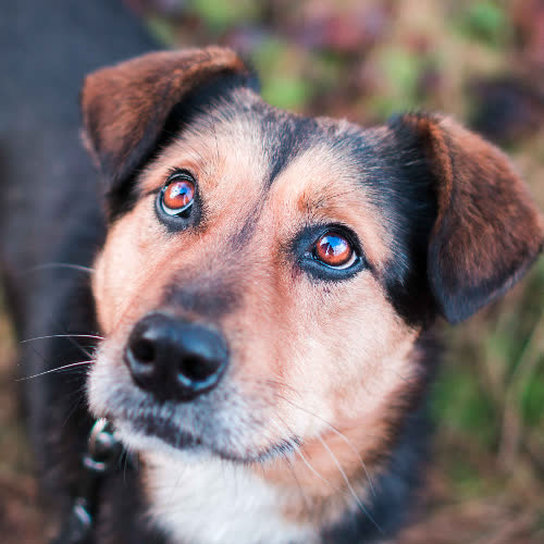 Psy ze schroniska do adopcji Sammy