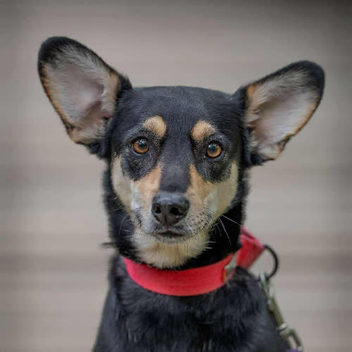 Psy ze schroniska do adopcji Bboy