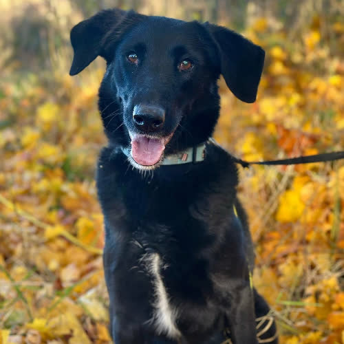 Psy ze schroniska do adopcji Duster