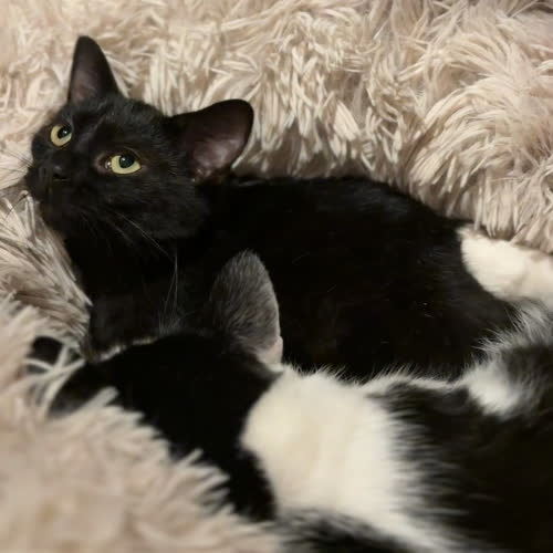Koty ze schroniska do adopcji Skarpetka