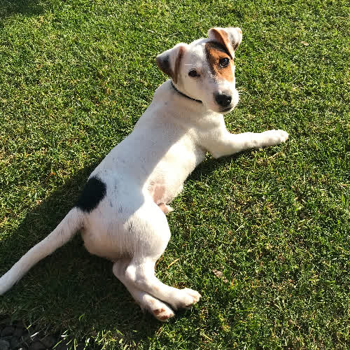 Jack Russell Terri