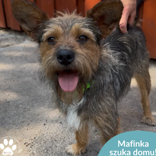 Psy ze schroniska do adopcji Mafinka