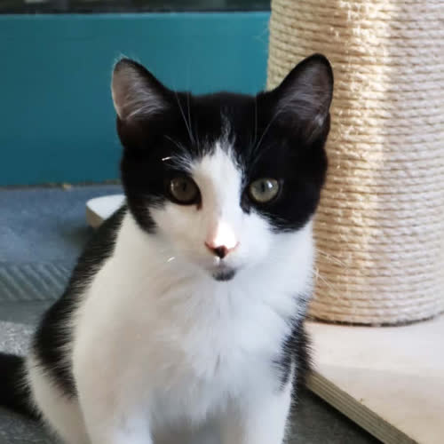 Koty ze schroniska do adopcji Pan Bródka 