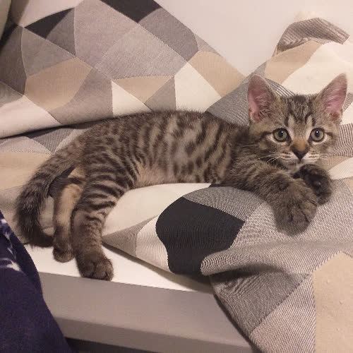 Kociak Irys Wykarmiony Butelką 