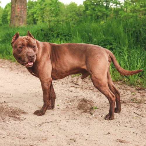 Psy ze schroniska do adopcji SHADOW