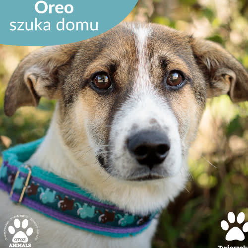 Psy ze schroniska do adopcji Oreo