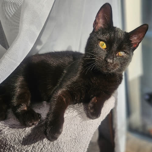 Koty ze schroniska do adopcji Mambo