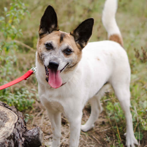 Psy ze schroniska do adopcji Remik