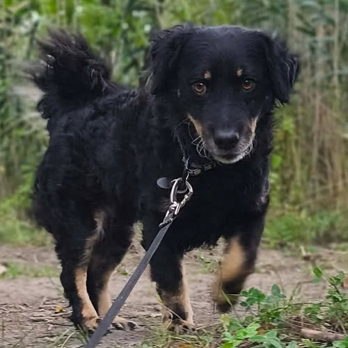 Psy ze schroniska do adopcji Merlin