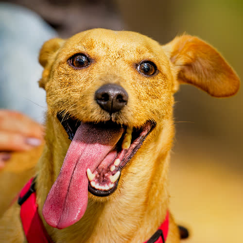 Psy ze schroniska do adopcji Lemon