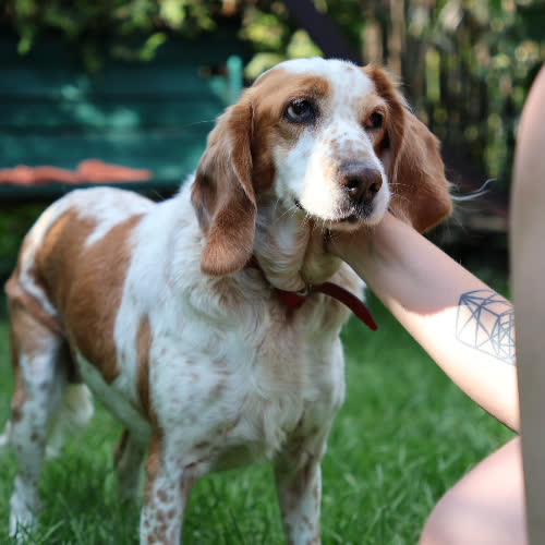 Psy ze schroniska do adopcji Megi